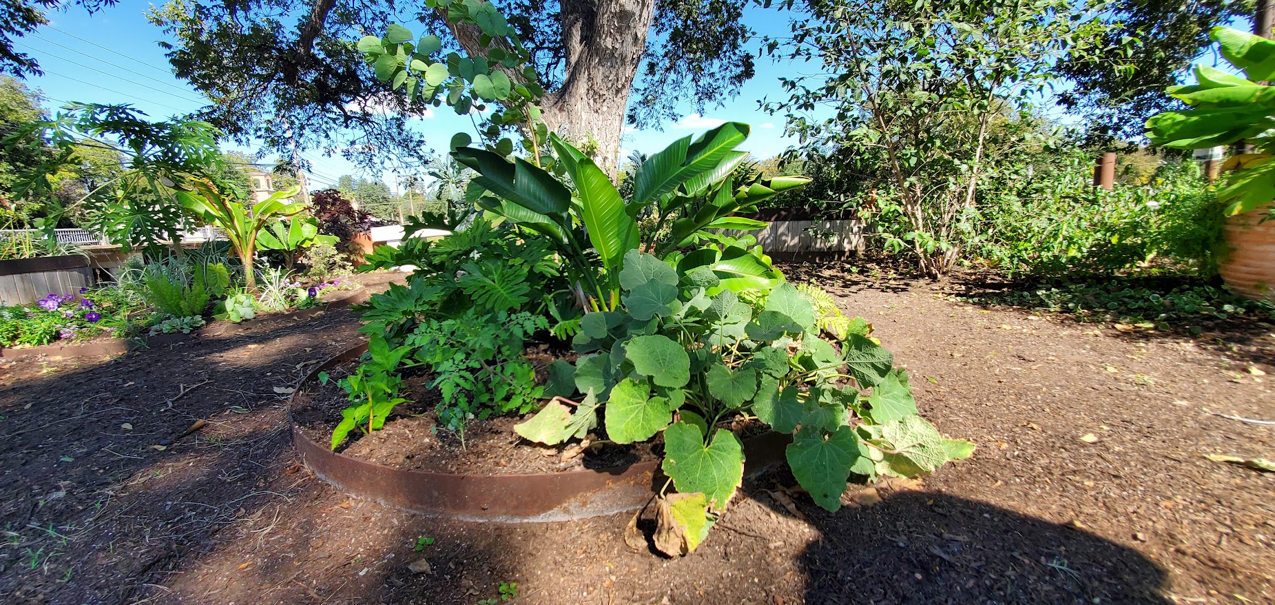 Tillery Street Plant Co.