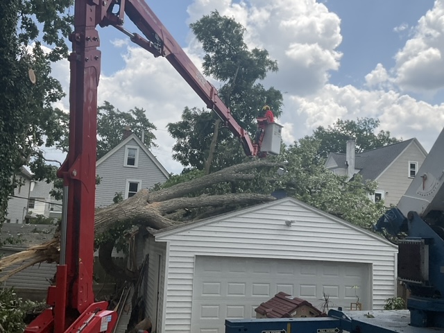 Images Emergency Tree Specialists