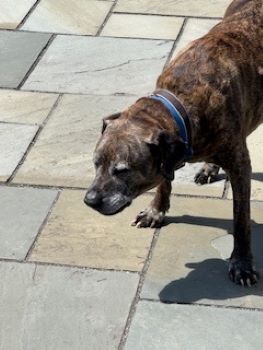 Images Poopie Scoopers r-us Sir Scoop