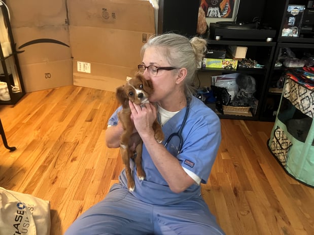 Images Dr. Robins Housecall Veterinary Services
