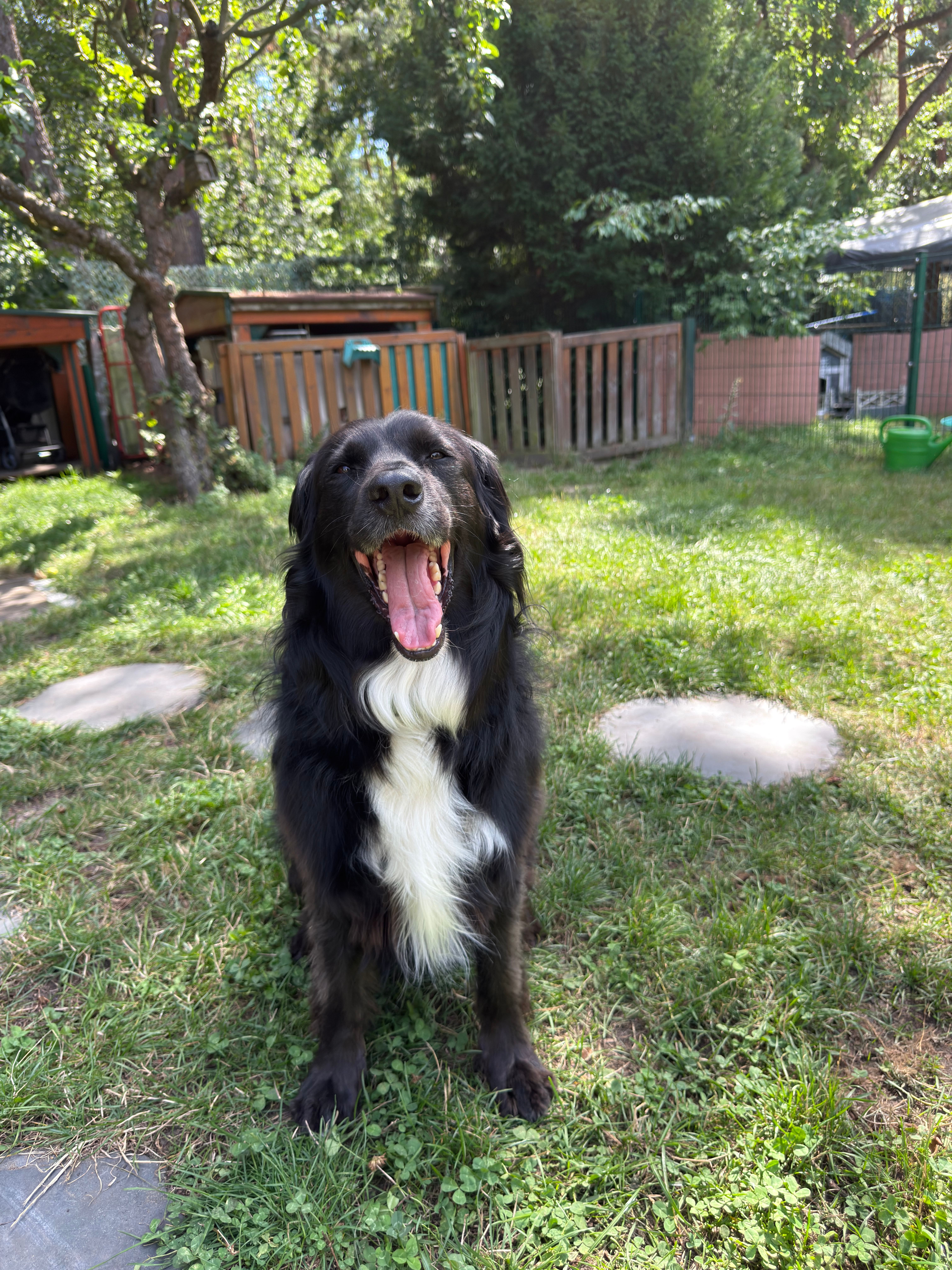 Bild 15 Dogcoach Hundezentrum in Berlin