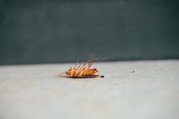 Images My Pest Friend