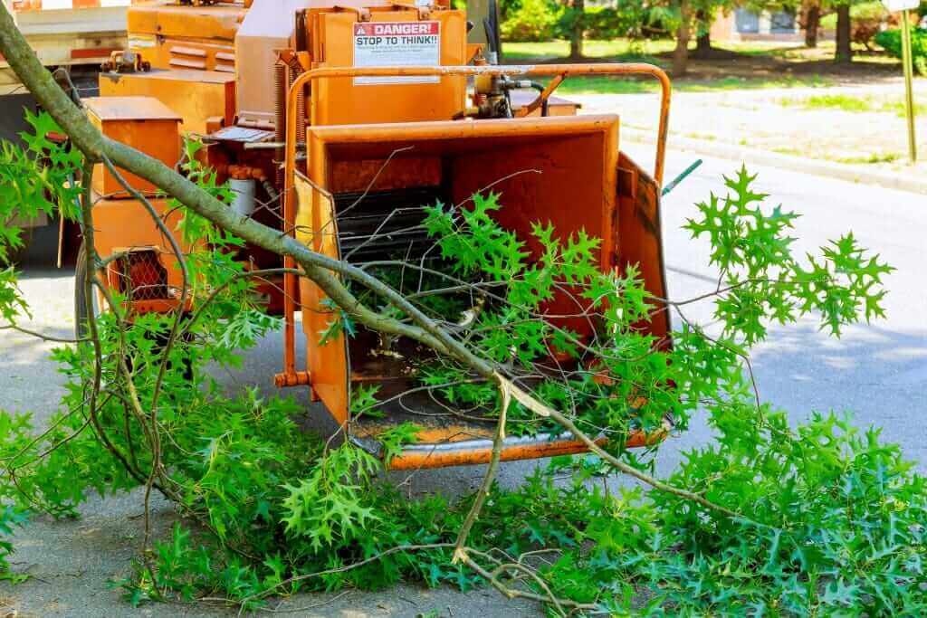 Mister Tree Service Photo