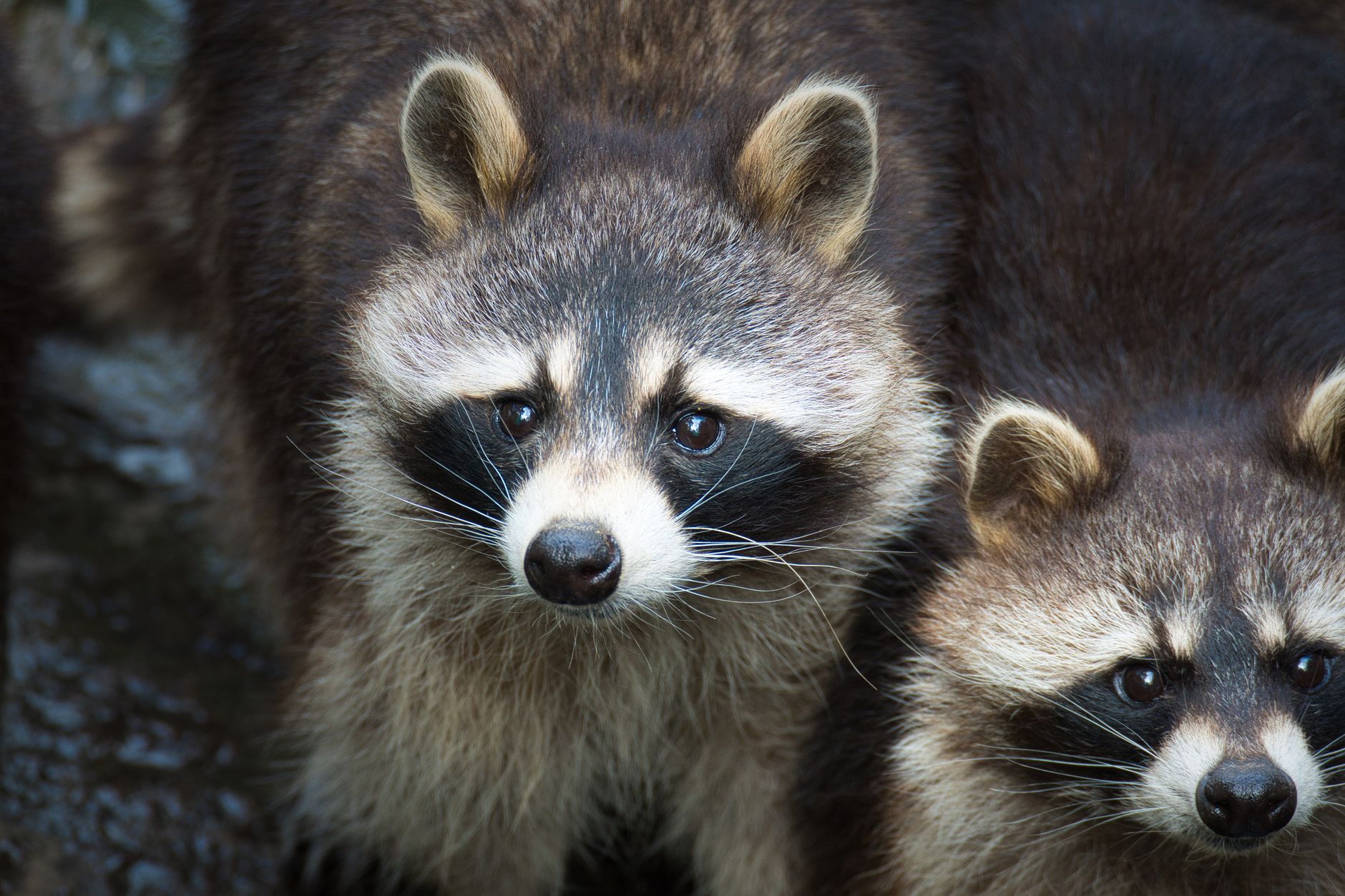 Acclaimed Pest Control Corporation
