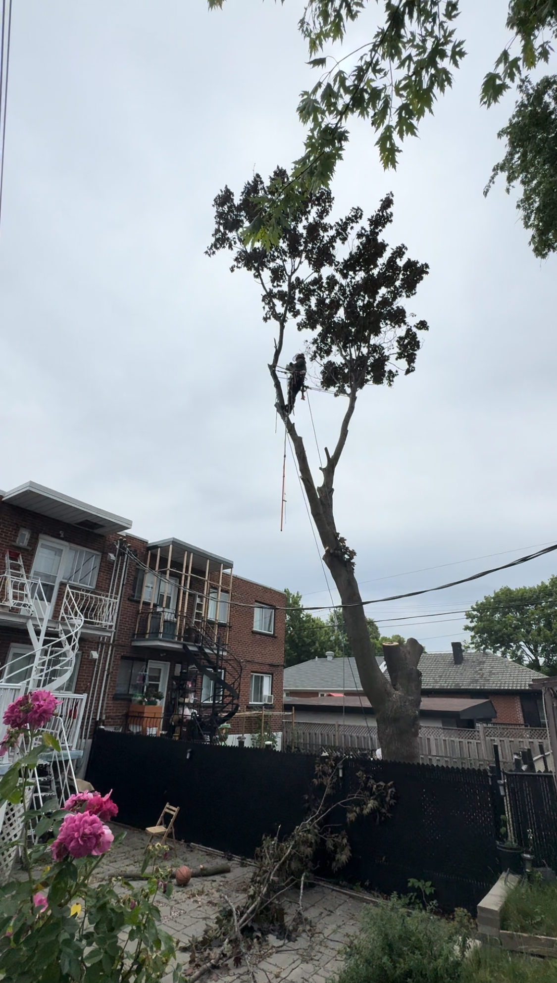 Images Service Entretien Arbres PL - Élagueur