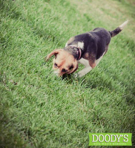 Images Doody's Dog Waste Removal