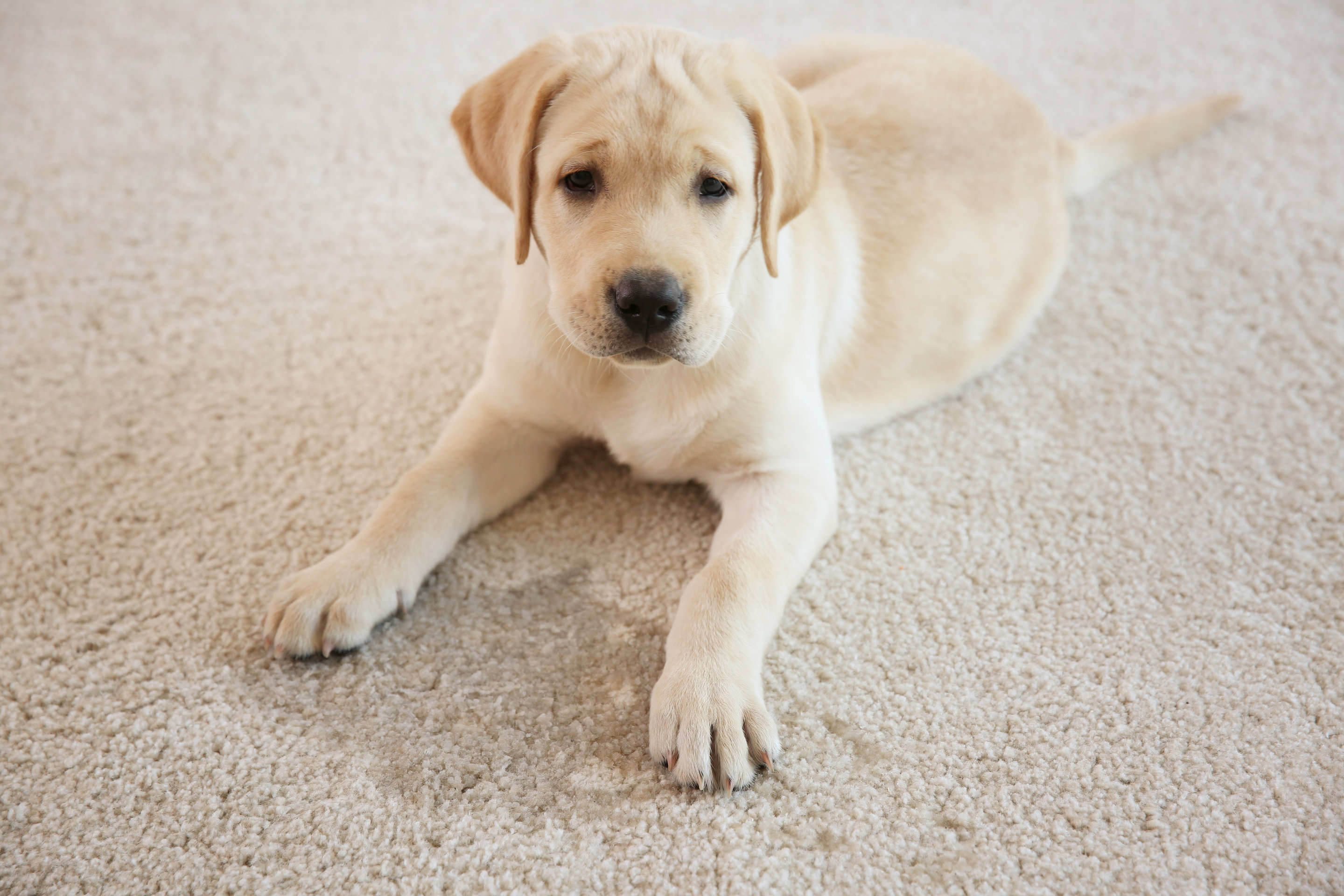 Eliminate pet stains and odors