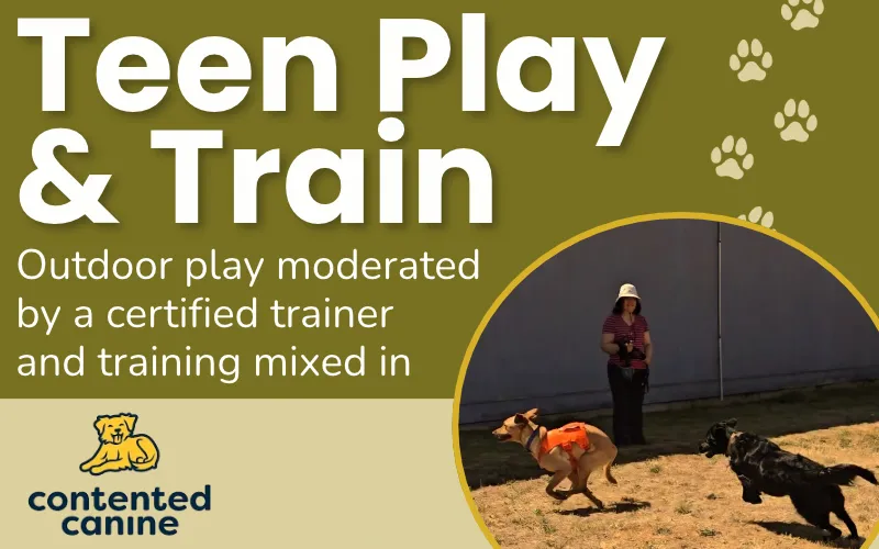 Image of Local Pet Event Teen Dog Play and Train | Monroe WA Nearby
