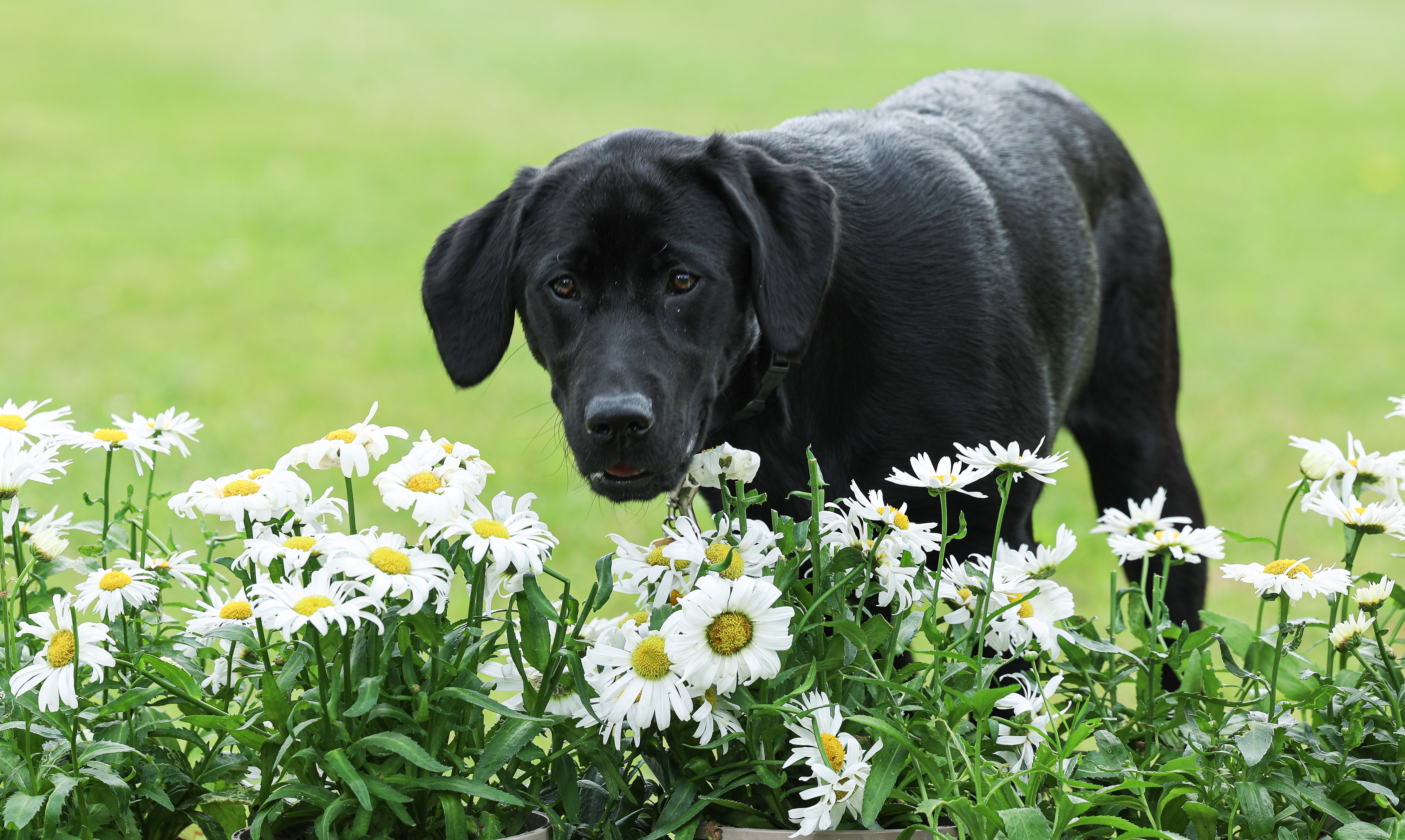 charity-dog