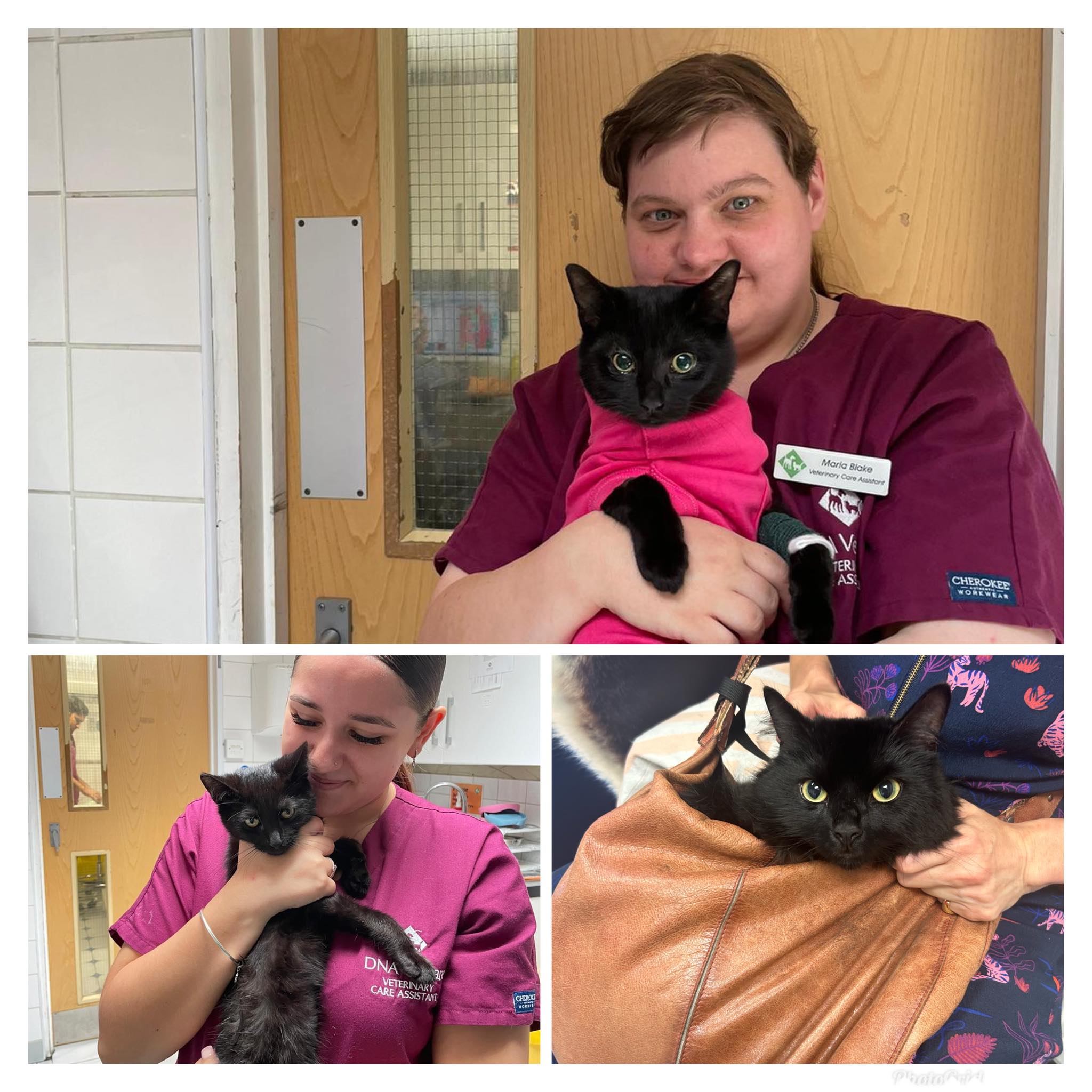 Images Streatham Hill Veterinary Surgery