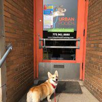 Urban Pooch Training and Fitness Center Photo