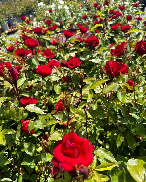 Images Orchard's Nursery