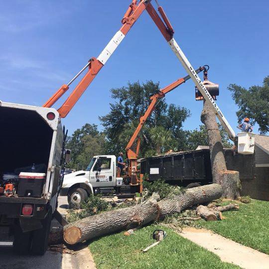 Aardvark Tree Services, LLC Photo