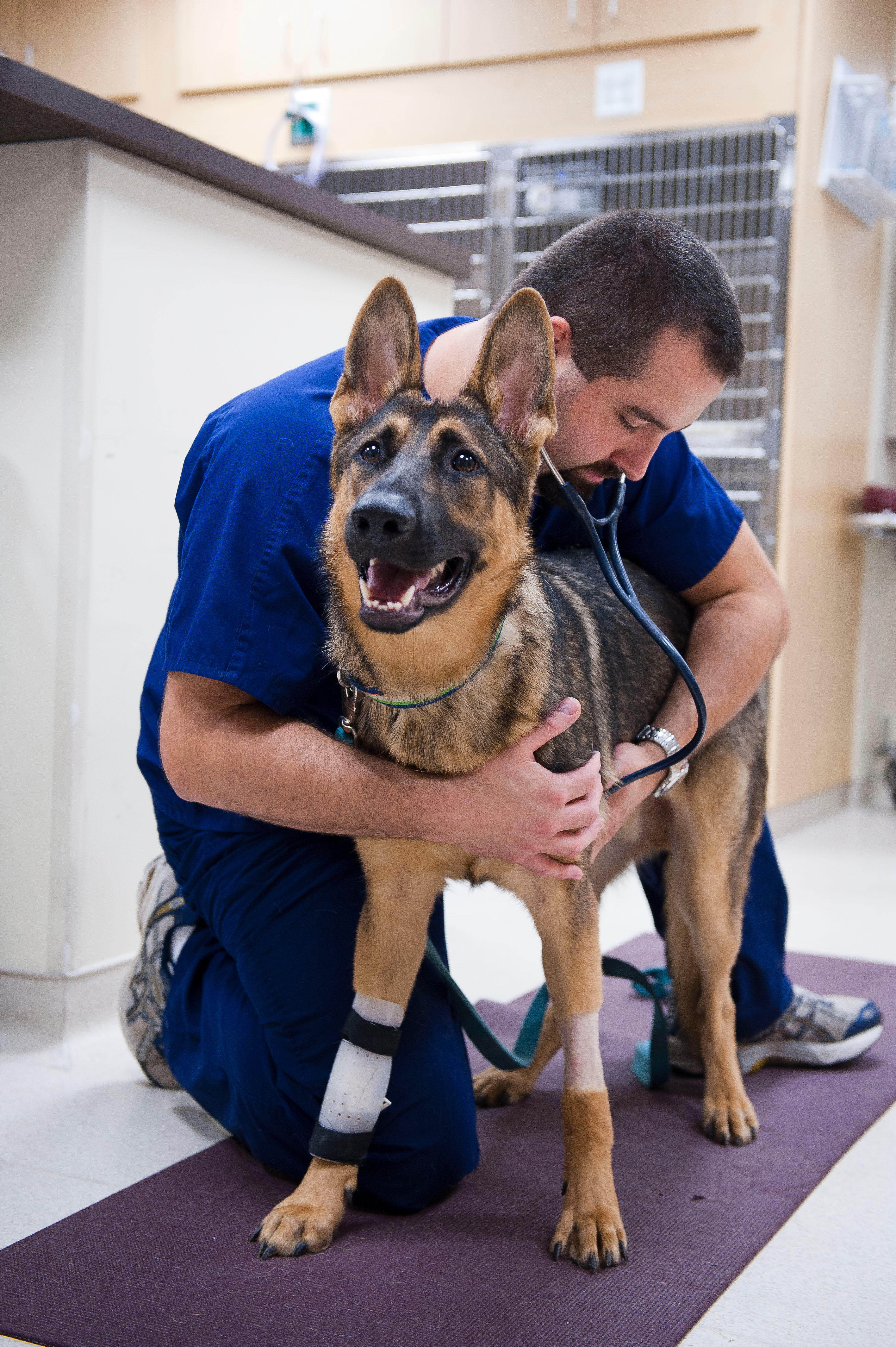 Bush Veterinary Neurology Service - Rockville Photo