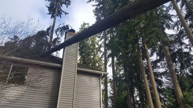 Images P.I.N.K. Chainsaw Tree Service, LLC