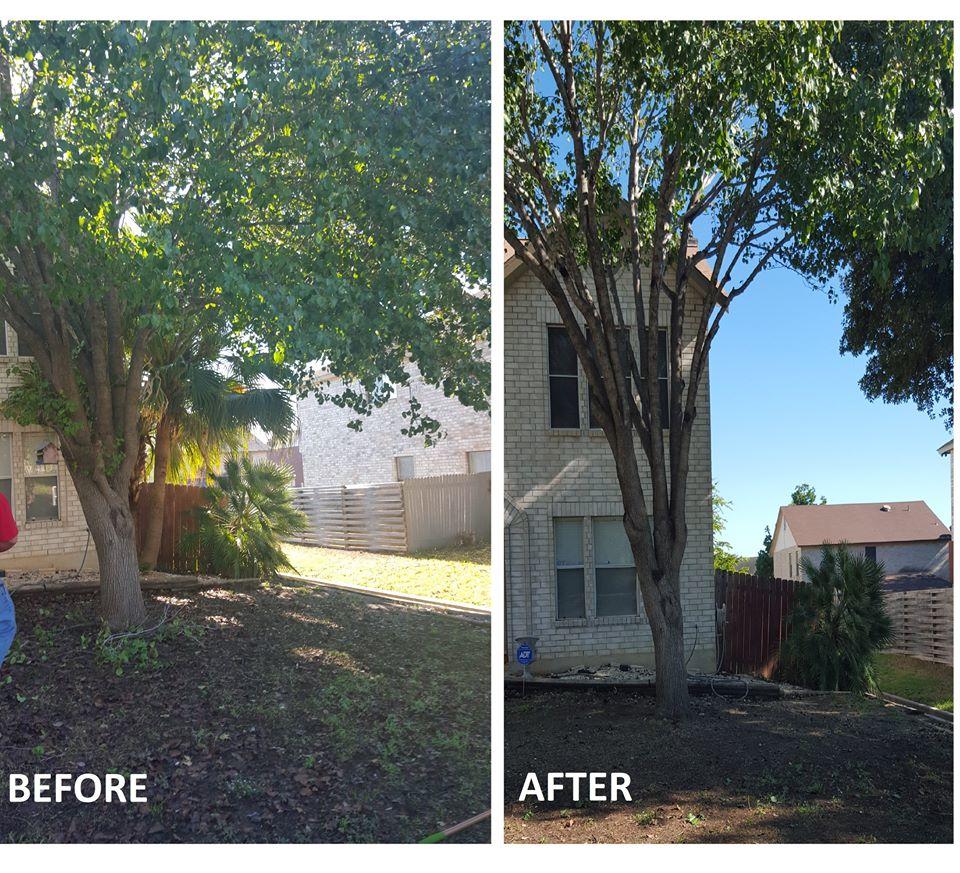 Quicken Bring To Life Tree Service