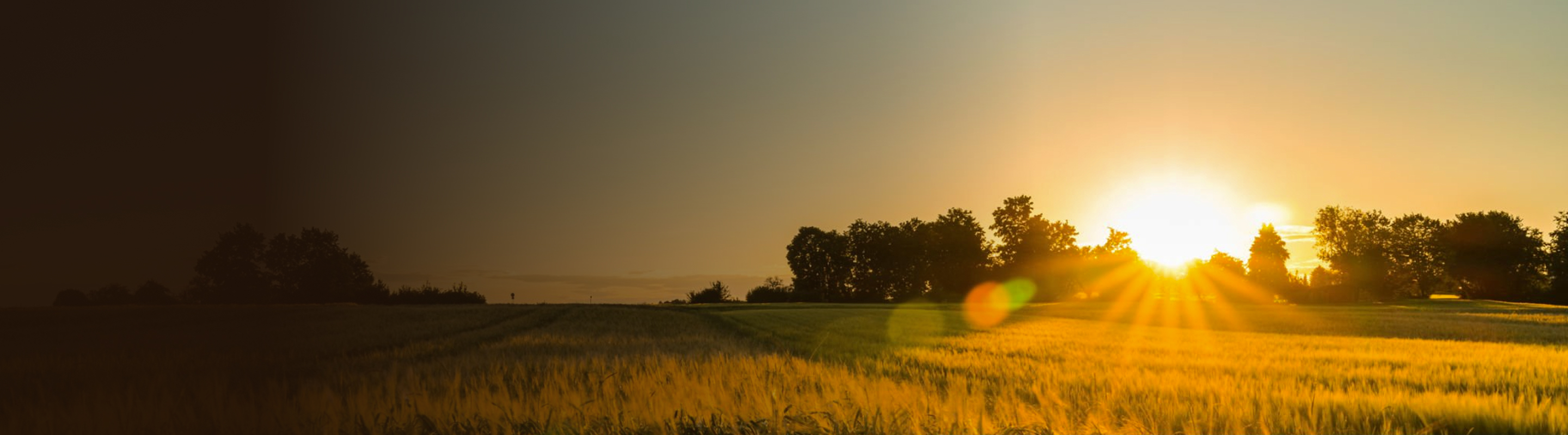 A golden sunrise illuminating a field of wheat.
