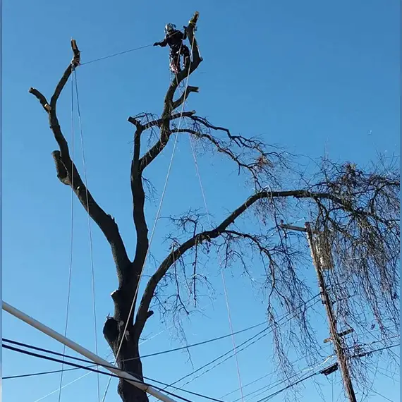 E&A Tree Service Inc. Image