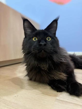 Images Petfolk Veterinary & Urgent Care - Fort Mill