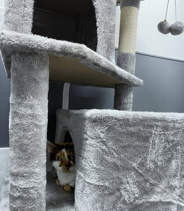 Images VCA South Dade Animal Hospital