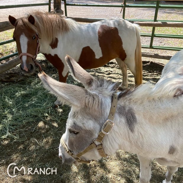 Images CM Ranch