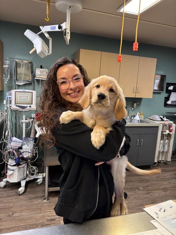 Images Adobe Animal Hospital