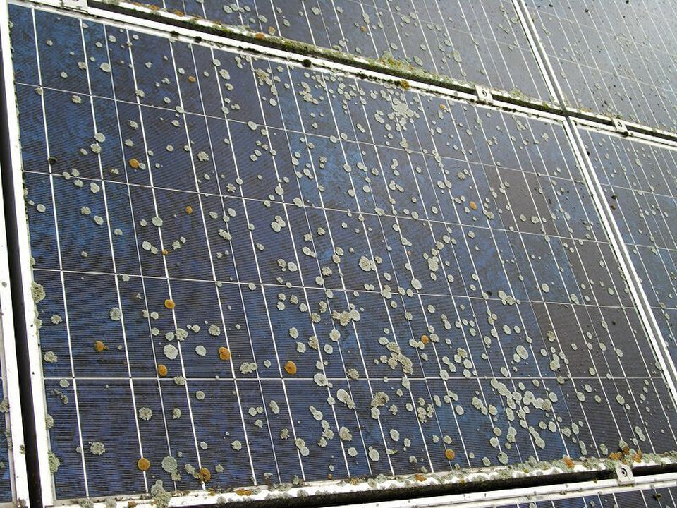 Photovoltaik- & Gebäudereinigung Frank Galley, Glücksburger Straße 7 in Mittelangeln