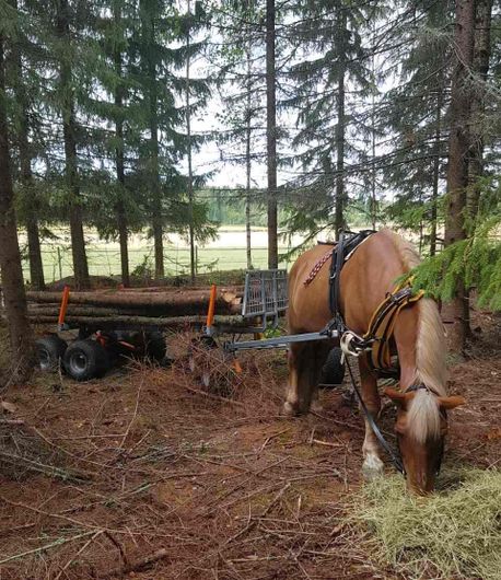 Images Halkomaakari