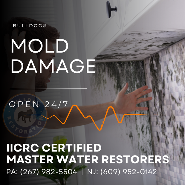 Images Bulldog Cleaning & Restoration