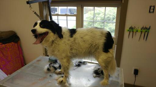 Images Hound Haven Pet Grooming