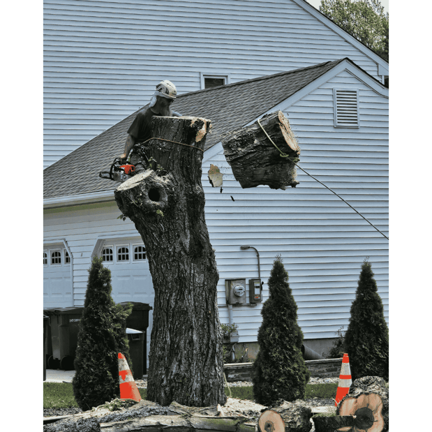 Images FT Stump Grinding and Tree Service