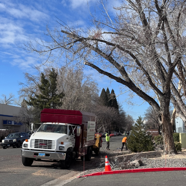 Joe Benigno's Tree Service