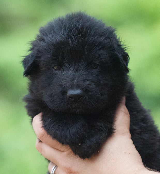 Images VanBlargan German Shepherds