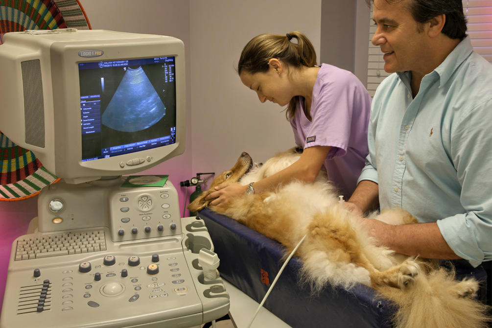 This adorable bundle of fur is receiving an ultrasound so that the veterinarian can examine his blad Calusa Veterinary Center Boca Raton (561)999-3000