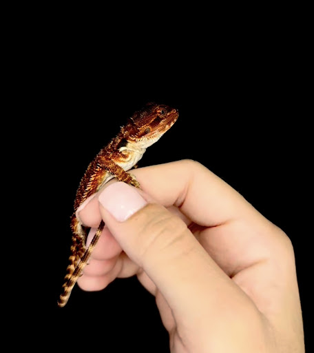 Images Cold Blooded Kingdom