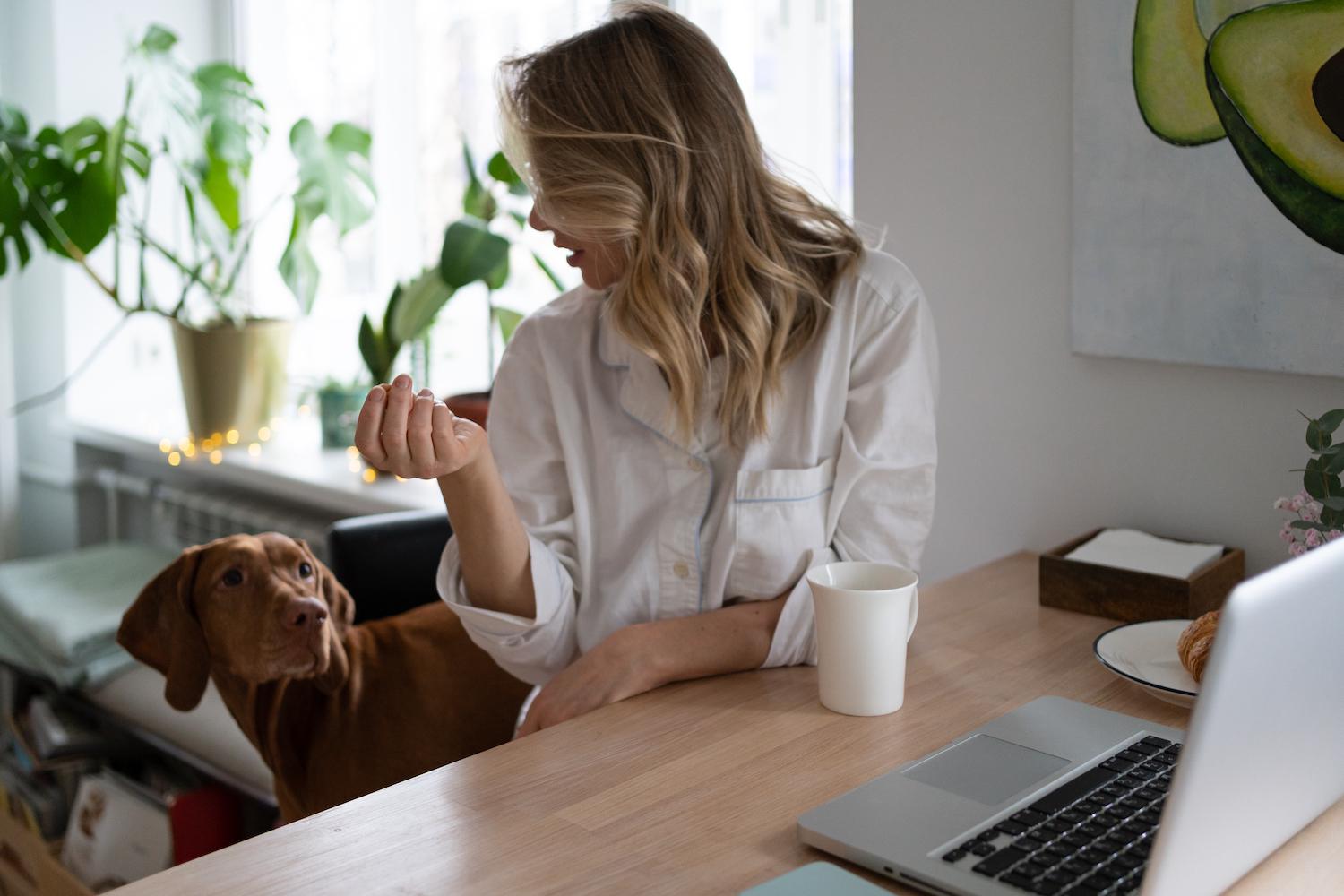 How to Reengage a Distracted Dog