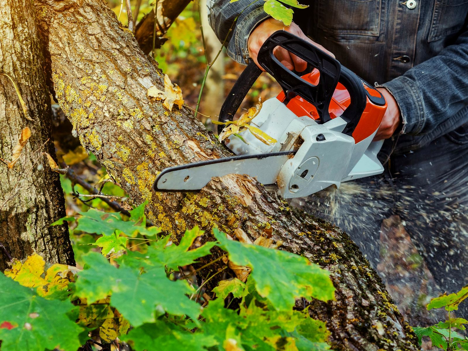 Real Mountain Tree Service