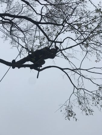 Images Klimb Pro Expert Tree Care