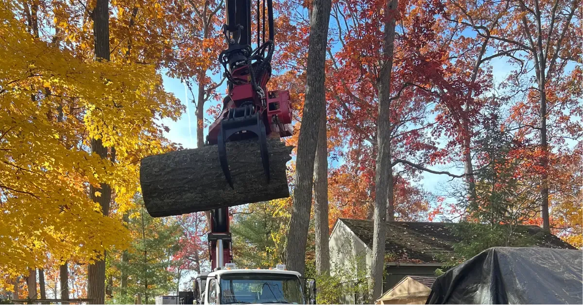 Tree Removal in Fenton and Southeast MI