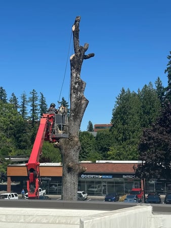 Images Portland Tree Service by Urban Timber