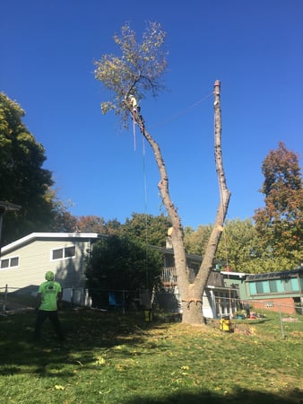 Images Wellman Tree Service
