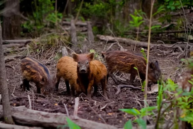 Images Cajun Encounters Tour Company