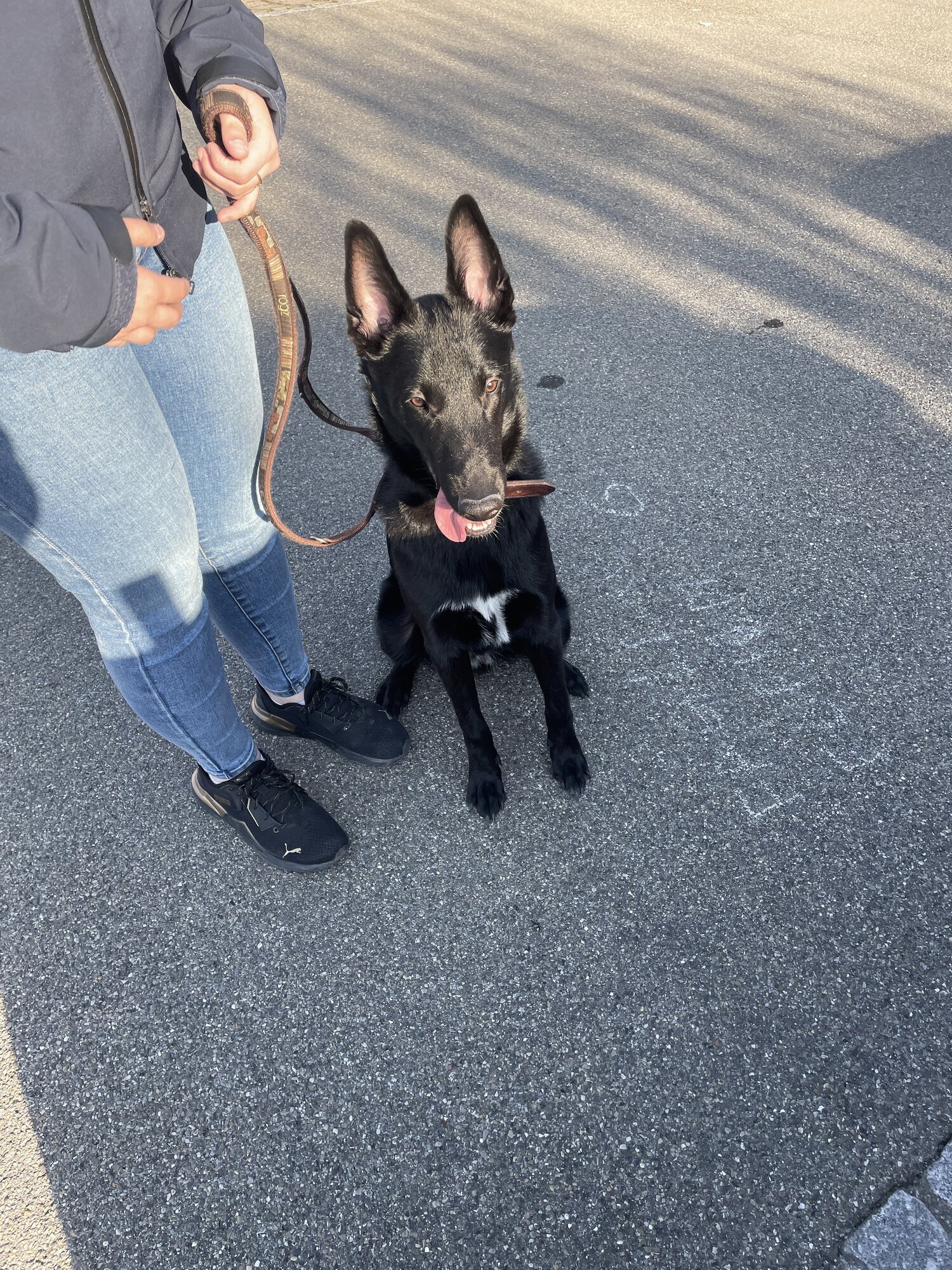Bilder A-Z-Hundetraining