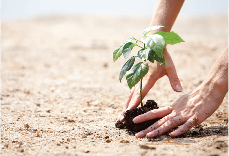 Close-up of an individual planting a plant.