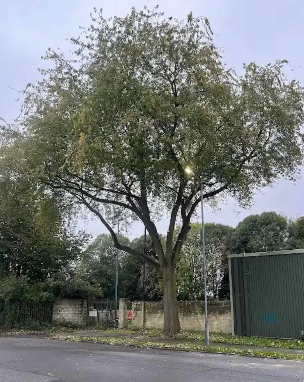 Images Tree Doctors & Landscaping