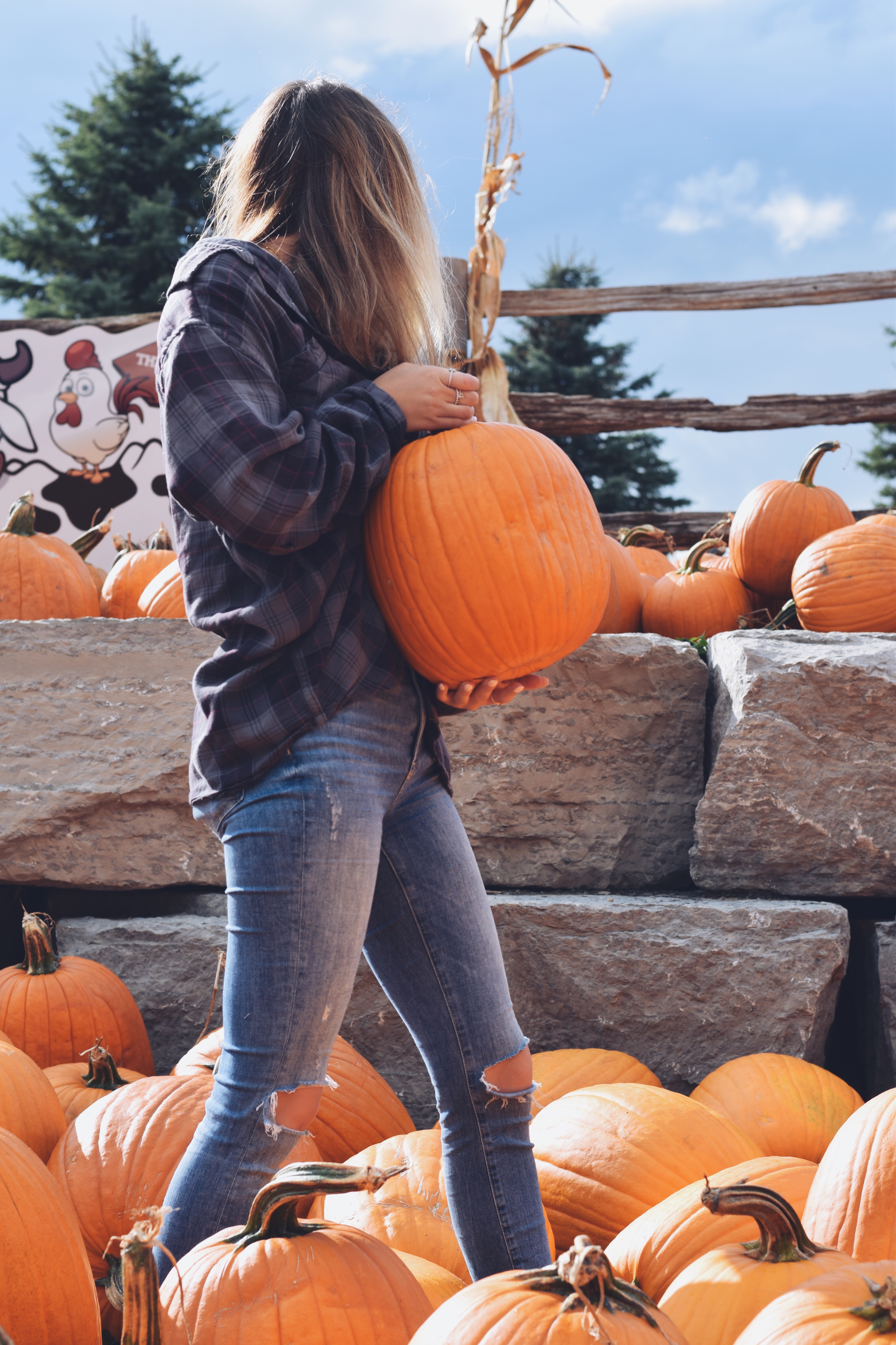 A visitor carrying a fresh jack-o'-lantern pumpkin past stacked stone walls and abundant pumpkin displays during a fall day at the ranch.