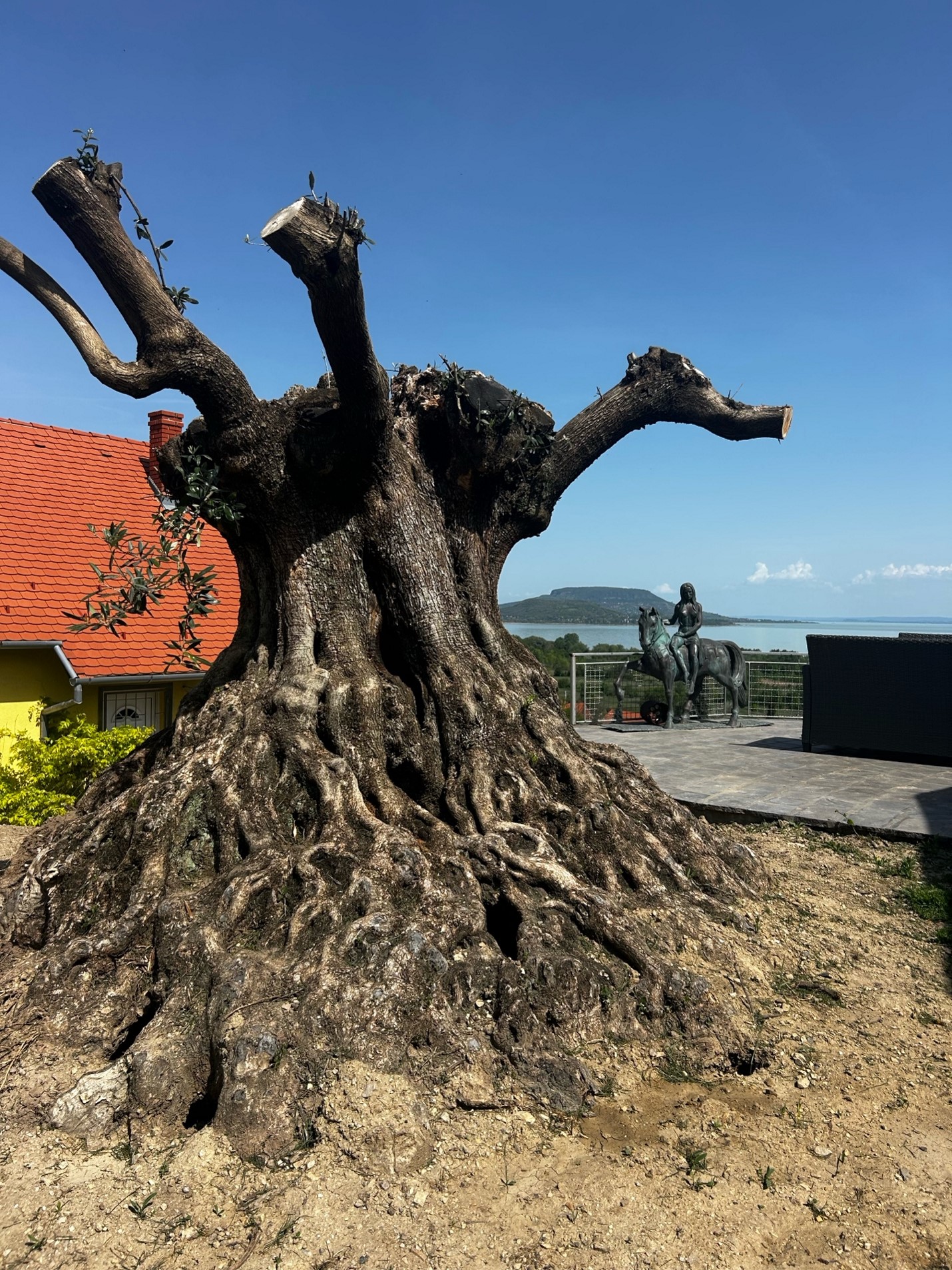Images Terra Hungary - Olive trees and more