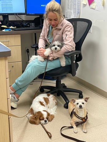 Images VCA West Los Angeles Animal Hospital