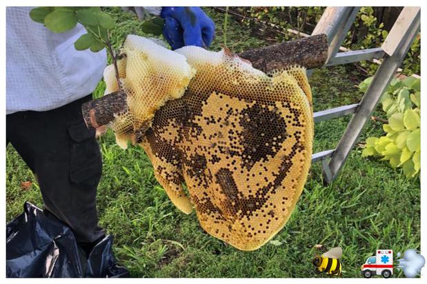 Images A Team Wildlife Removal & Bee Removal Miami