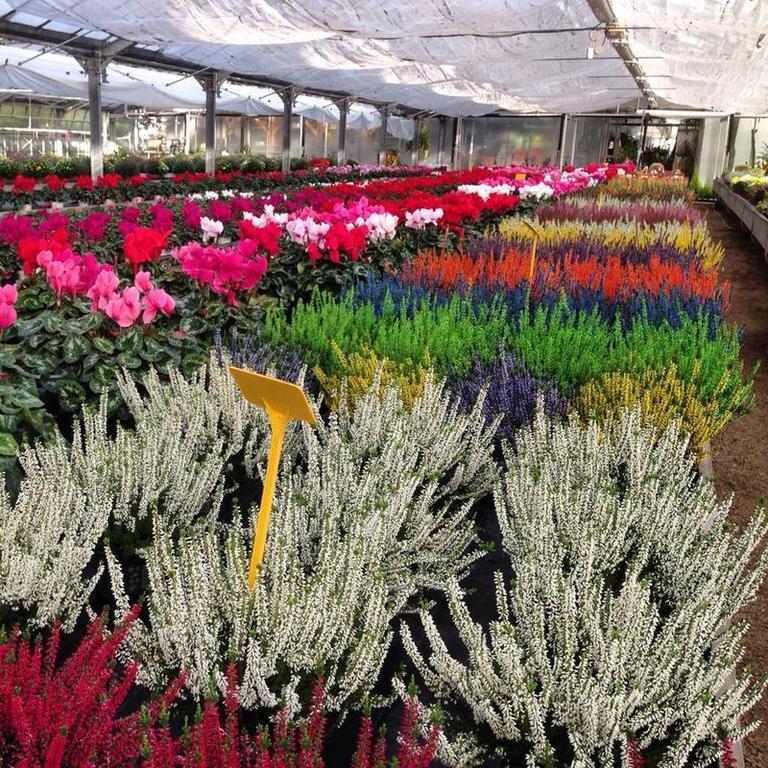 Images Floricoltura Ballandi